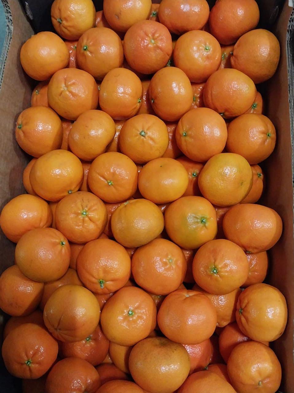Orange Mandarin South Africa 10 Kg Size 3 PHOENIX