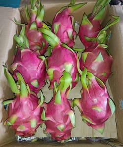 Dragon Fruit White Vietnam 9 Kg 22 Count Comex Farm