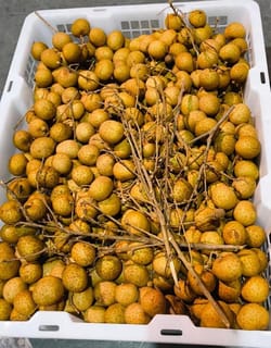 Longan Thailand Double Gold 11 Kg