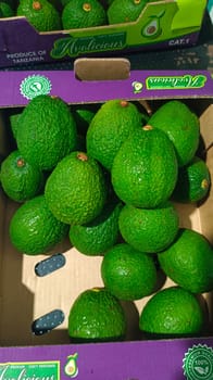 Raw Avacado Tanzania 22 Count 4 KG Avolicious