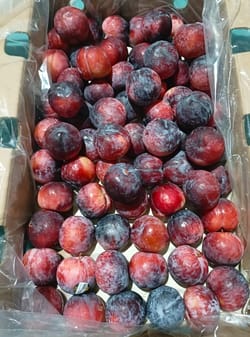 Plum Chile 5 Kg Size 98 Chilean CNL