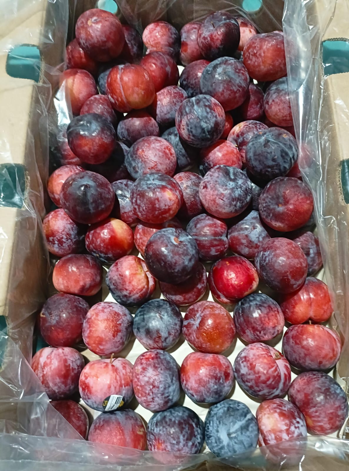 Plum Chile 5 Kg Size 98 Chilean CNL