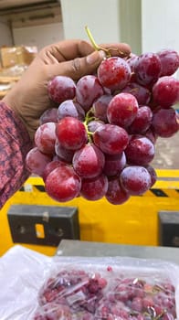 चिली ग्रपेस 8.2 kg जंबो  साइज - XL