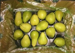 Green Beauty Pear South Africa 12.5 KG 70 Count safro
