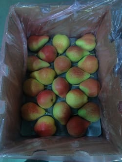 Red Beauty Pear South Africa 12.5 KG 80 Count Safro