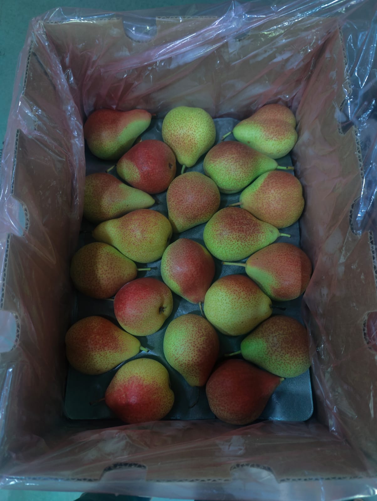 Red Beauty Pear South Africa 12.5 KG 80 Count Safro