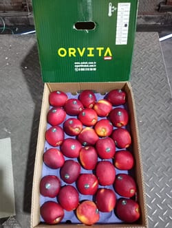 Apple Modi Turkey 18 Kg 120 Count Orvita