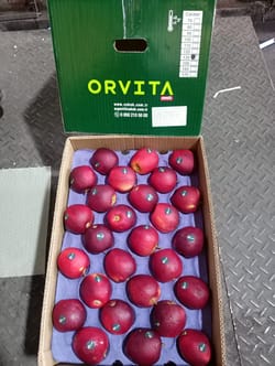 Apple Modi Turkey 18 Kg 135 Count Orvita