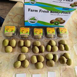 Kiwi Gold 3 Piece Per Punnet 18 Punnet Per Box, 54 Pieces Square Sun Gold