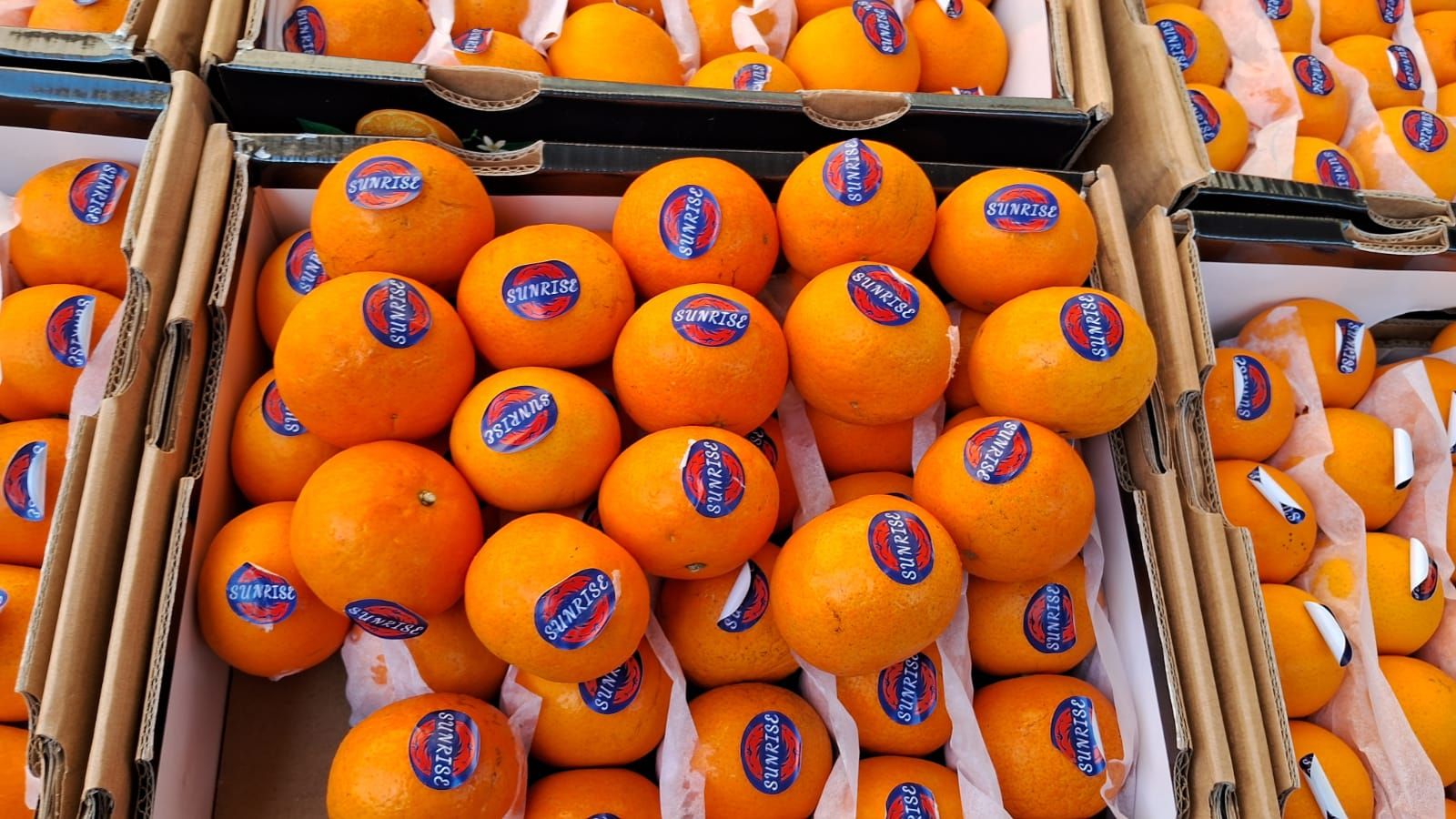 Orange Mandarin China 9 Kg 60 Count Sunrise