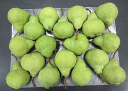 Pear Packham South Africa 12.5 Kg 70 Count Delecta