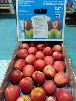 Apple Chile gala 18 Kg 110 Count Globbo Premium