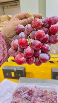 चिली ग्रपेस 8.2 kg जंबो  साइज - XL