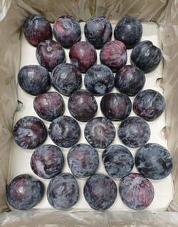 Plum South Africa 5 Kg Size AA/55mm Delecta