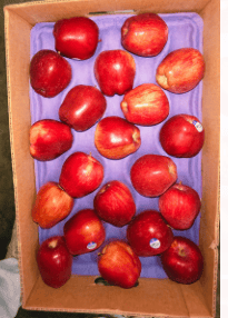 Apple RD Washington 20 Kg 113 Count Jenk Bros