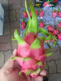 Dragon White Vietnam 9 KG 22 Count Dragon Fruit