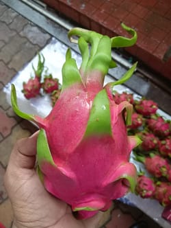 ड्रॅगन व्हाइट व्हिएतनाम 9 किलो 22 काउंट