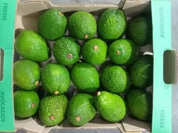 अवाकाडो तंज़ानिया रॉ 20 काउंट 4 KG