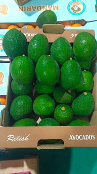 Avacado Tanzania 16 Count 4 KG FRESH TANZANIA Relish
