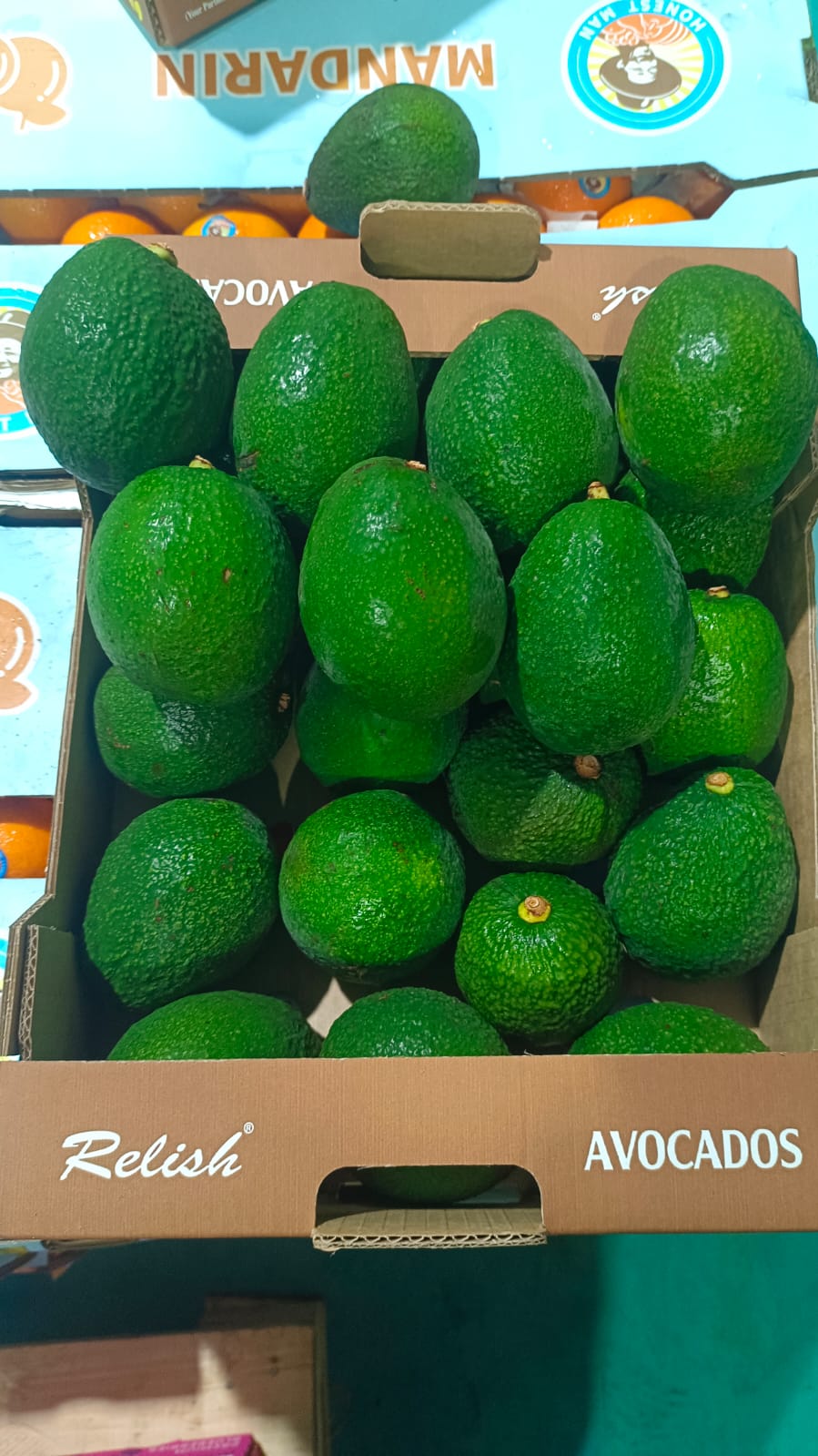 Avacado Tanzania 16 Count 4 KG FRESH TANZANIA Relish