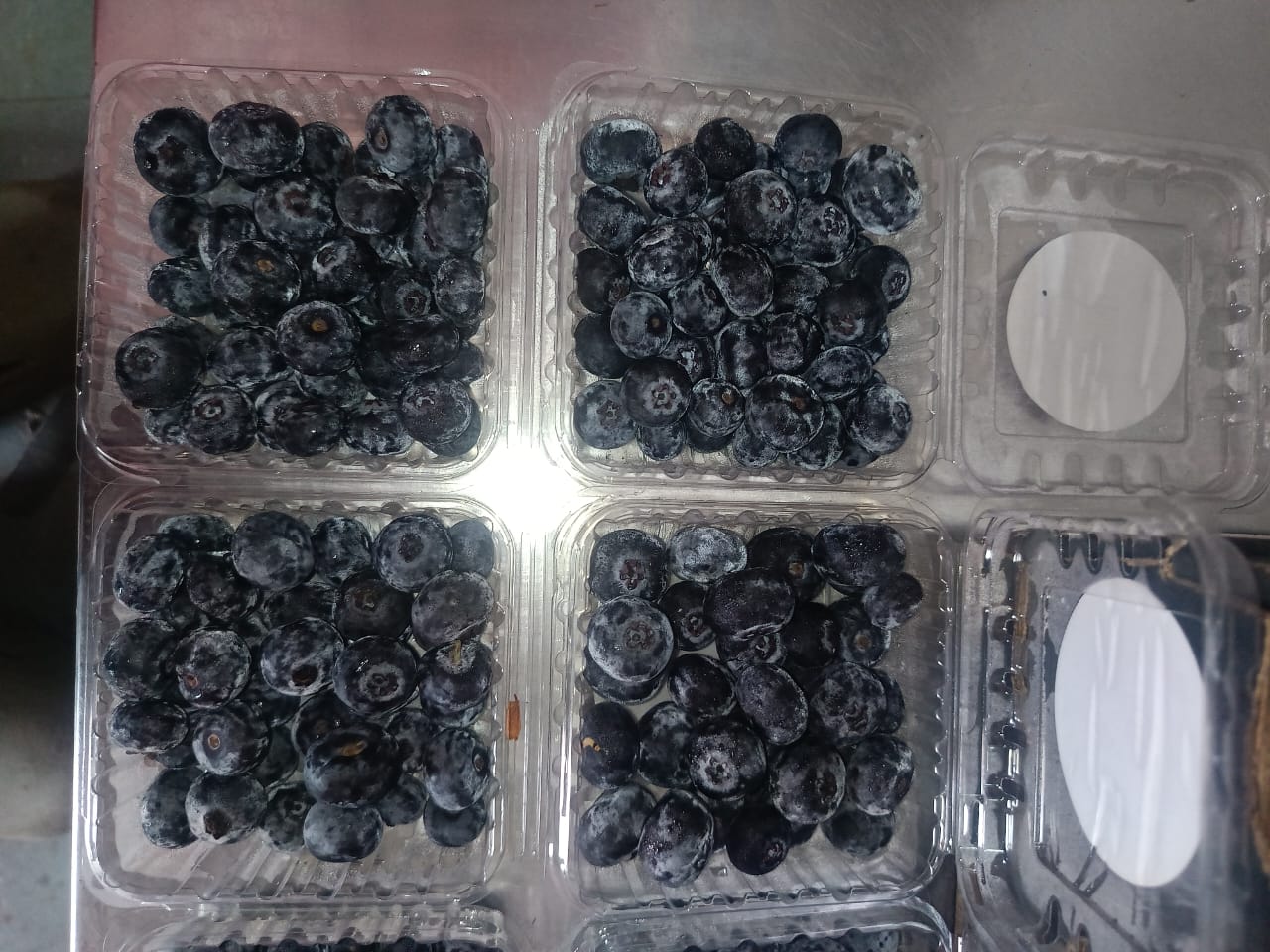 Blueberry Peru Pack of 125gm 14 mm+