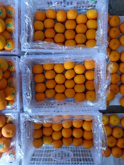 Orange China Mandrin Wogan 9 kg 60 Count