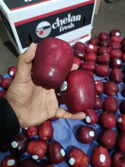 Apple RD Washington 20 kg 113 Count Chelan