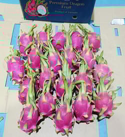 Dragon fruit White Vietnam 9 KG 20 Count Premium Dragon Fruit