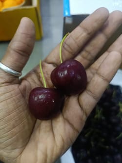Cherry USA 2.5 KG  9.5 R  Penguin