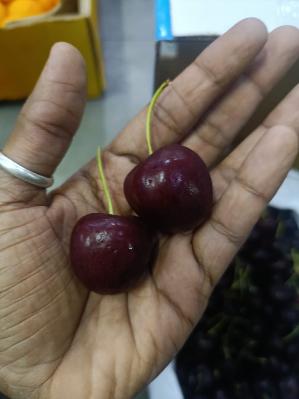 Cherry USA 2.5 KG  9.5 R  Penguin