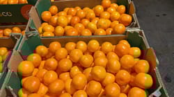 Orange Mandrin South Africa 10 kg 2 Size Safresco