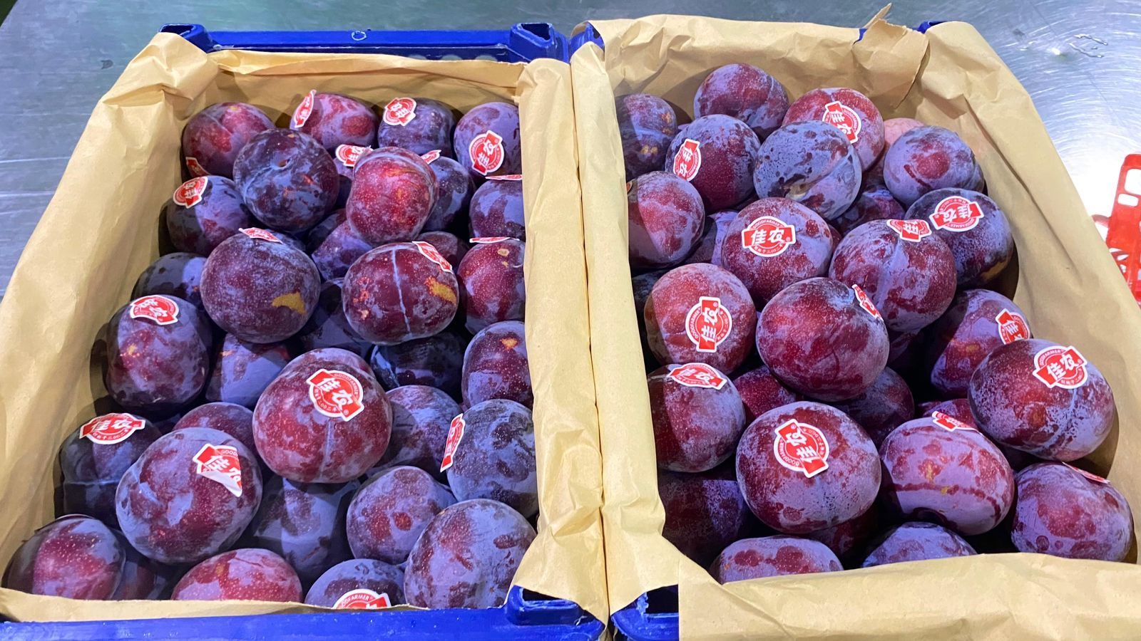 Plum China 6 Kg Size AA/55mm