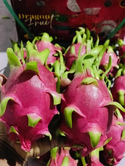 Dragon fruit White Vietnam 9 KG 20 Count Premium Dragon Fruit