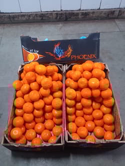 Orange Mandrin South Africa 10 kg 2 Size Phoenix