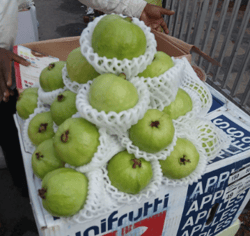 Guava Premium Pink 15 Kg 5 to 6 Pieces per Kg