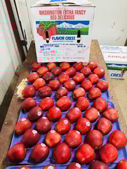 Apple RD Washington 20 Kg 100 Count Flavor Crust