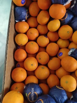Orange Mandrin South Africa 10 kg 3 Size Nova