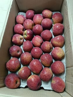 Apple Indian Royal 175 Count 24-25 Kg