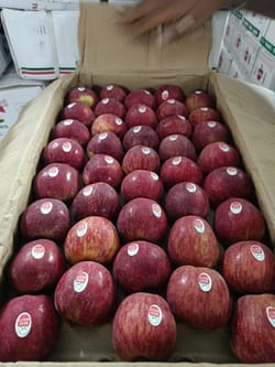Apple Indian Royal 200 Count 24-25 Kg
