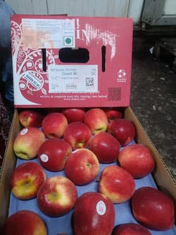 Apple Queen New Zealand  18 Kg 90 Count MT Erin