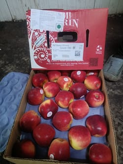 Apple Queen New Zealand  18 Kg 100 Count MT Erin