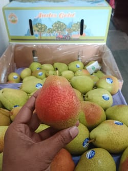 Pear Green Beauty Chilli 10 KG 55 Count Andes Gold