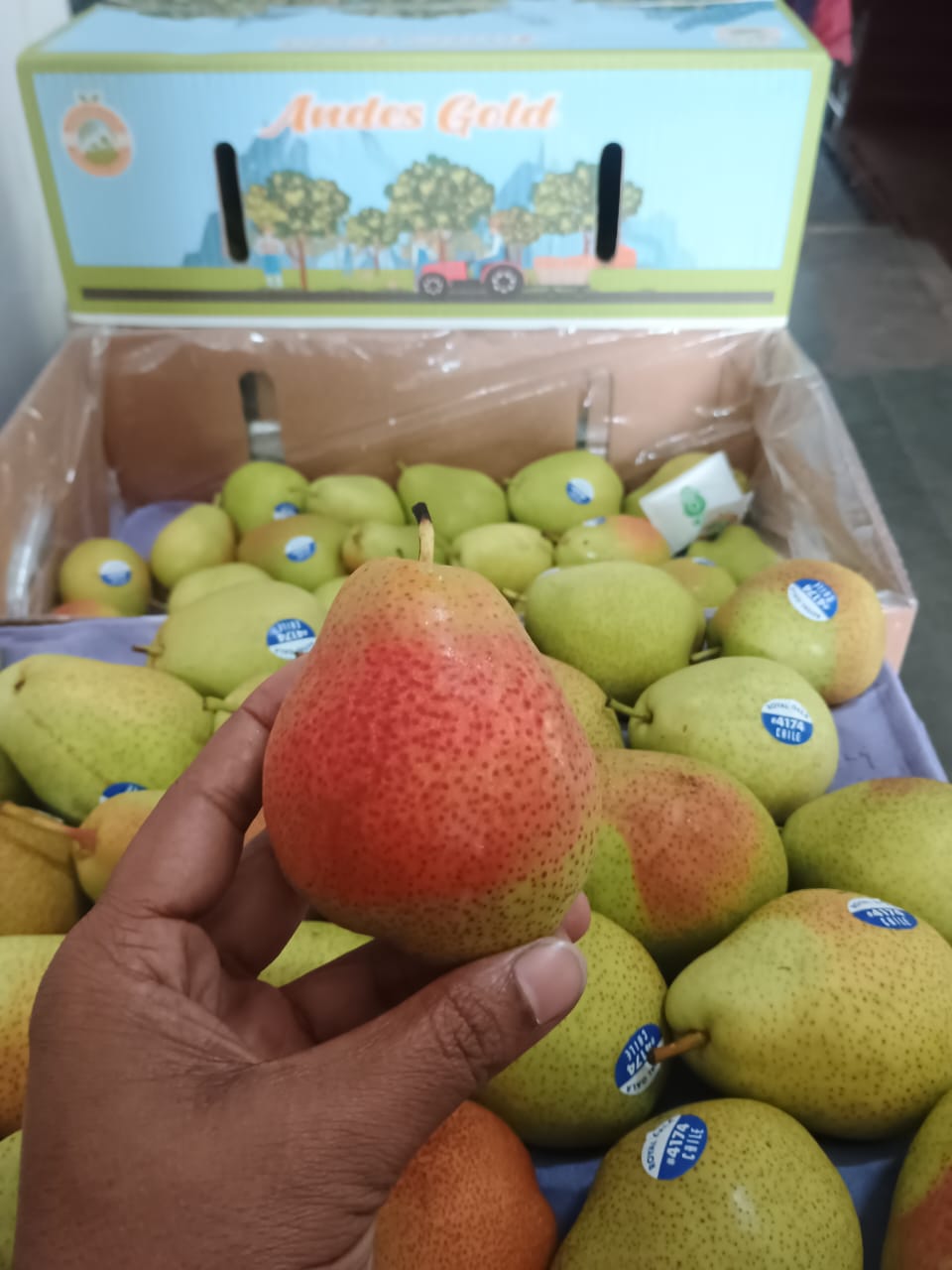 Pear Green Beauty Chilli 10 KG 65 Count Andes Gold