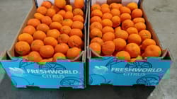 Orange Mandarin South Africa 10 Kg  Size 2 FreshWorld