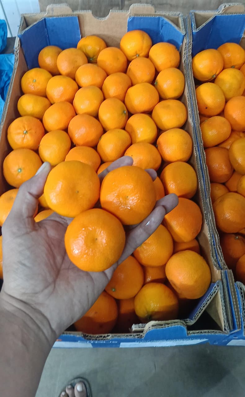 Orange Mandarin South Africa 10 Kg Size 3 Jabulani