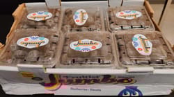 Blueberry Chile Pack of 125gm punnet 12 punnet Box Jumbo