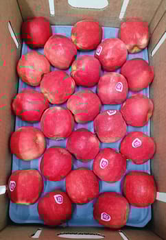 Apple Pink Lady Newzealand 100 Count 18 Kg Apple Pink Lady Newzealand 100 Count 18 Kg