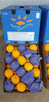 Orange 15 Kg 72 Count South Africa Quantro Citrus