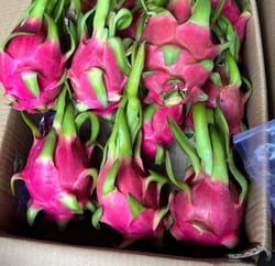 Dragon fruit White Vietnam 9 KG 20 Count Dragon Fruit