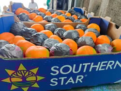 Orange Mandrin South Africa 10 kg 1 Size Sothern Star